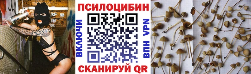 Псилоцибиновые грибы Cubensis  купить   Судогда 
